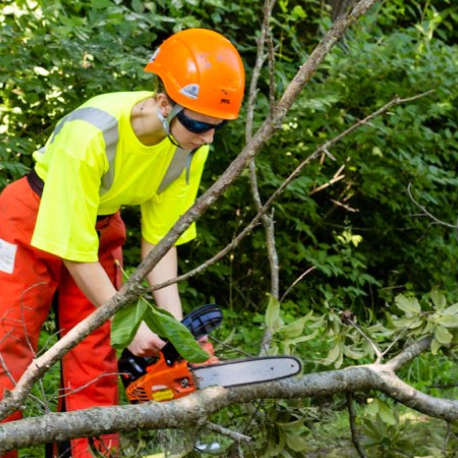 cutting a fallen tree branch with a chainsaw