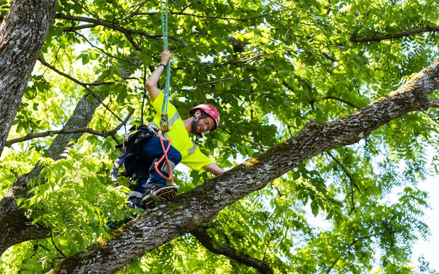 man on harness climbed a tree