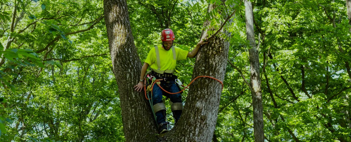 man on harness climbing a tree