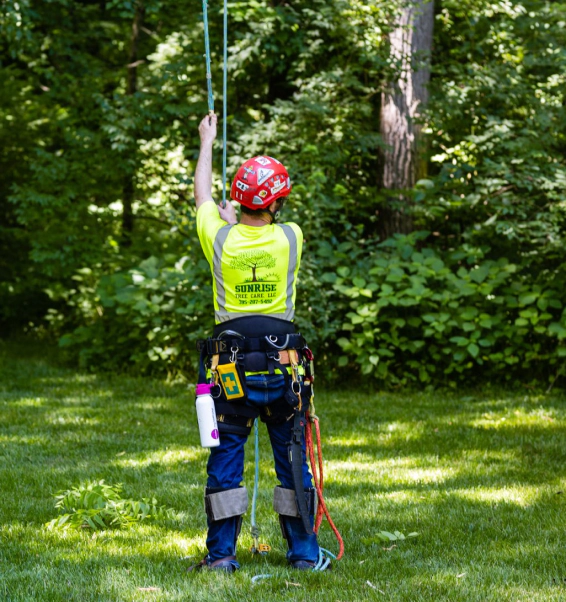 man on harness preparing to climb a tree