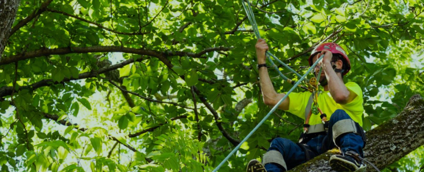 man preparing harness on a tree